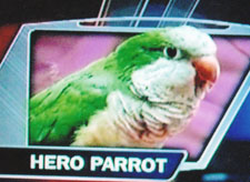 Willy the Parrot