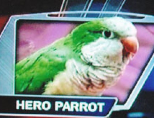 Willy the Parrot